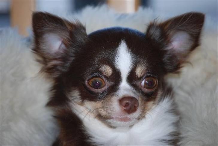 Nærbilleder billede 29