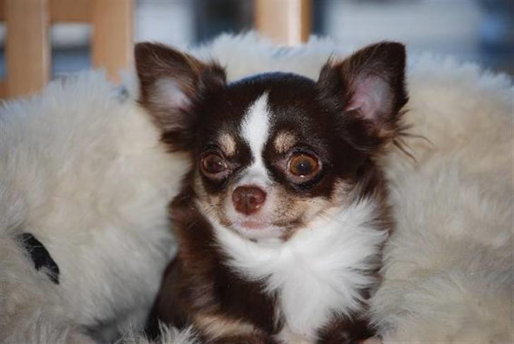 Nærbilleder billede 30