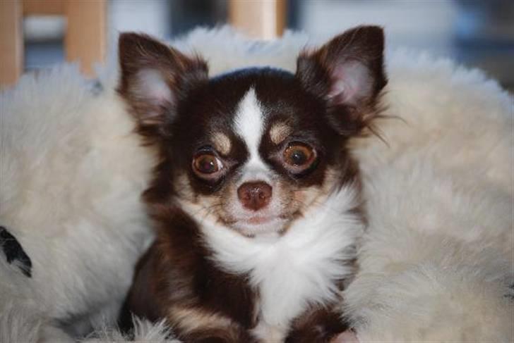 Nærbilleder billede 31