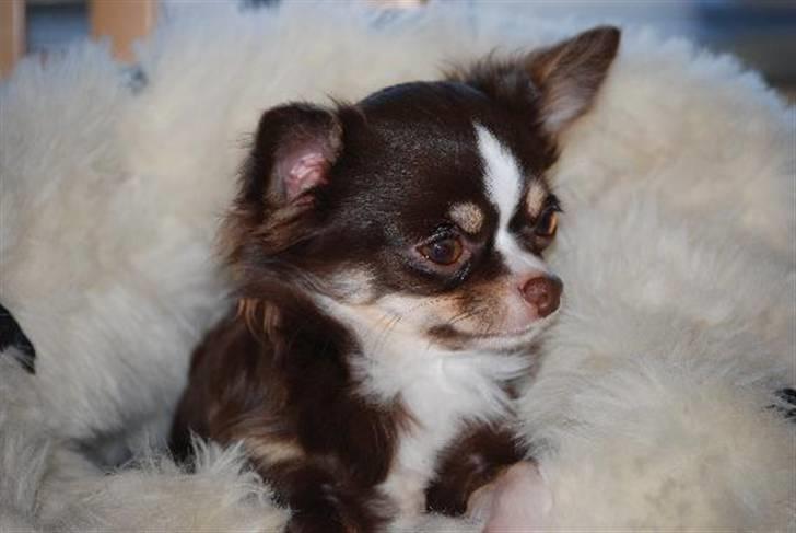 Nærbilleder billede 32