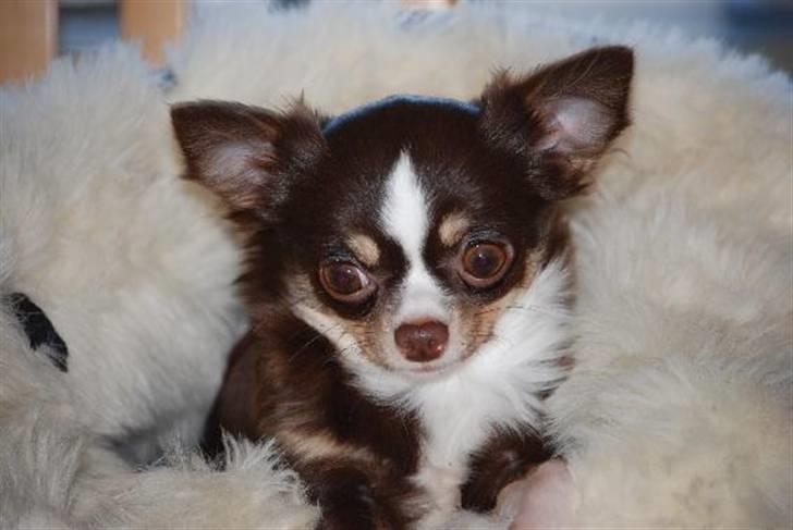 Nærbilleder billede 33