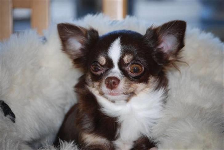 Nærbilleder billede 34