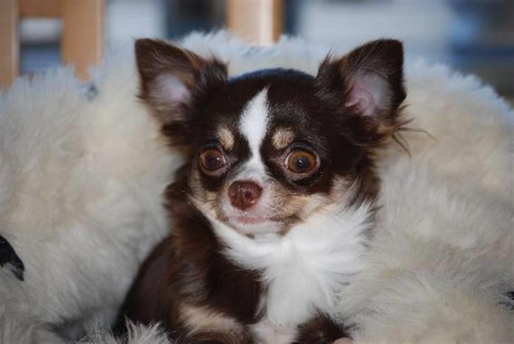 Nærbilleder billede 35