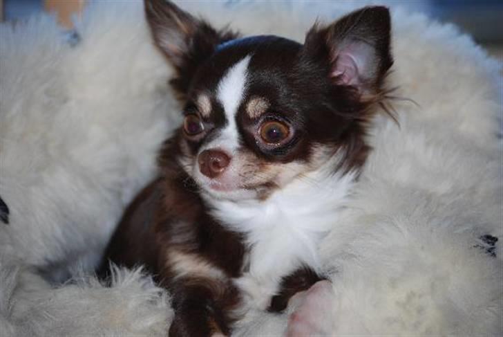 Nærbilleder billede 36