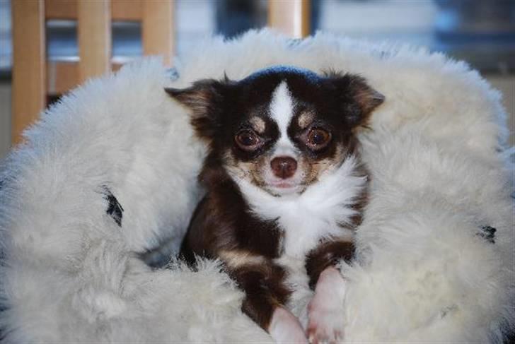 Nærbilleder billede 37