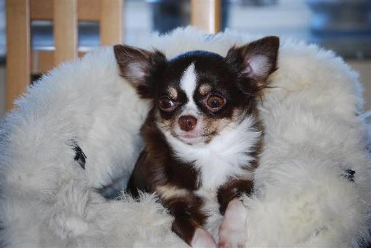 Nærbilleder billede 38