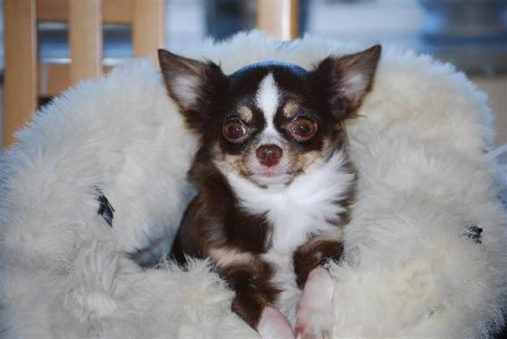 Nærbilleder billede 39