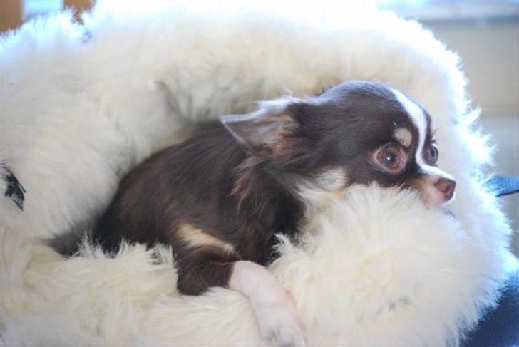 Nærbilleder billede 40