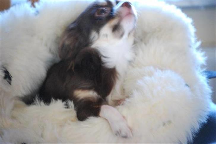 Nærbilleder billede 41