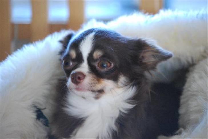 Nærbilleder billede 42