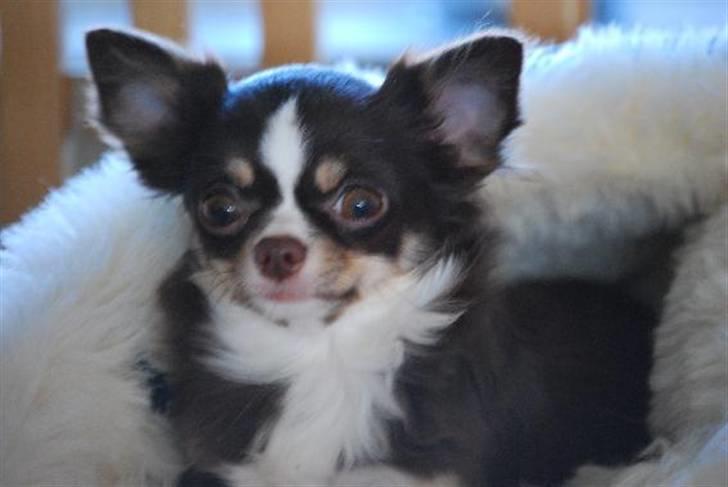 Nærbilleder billede 43