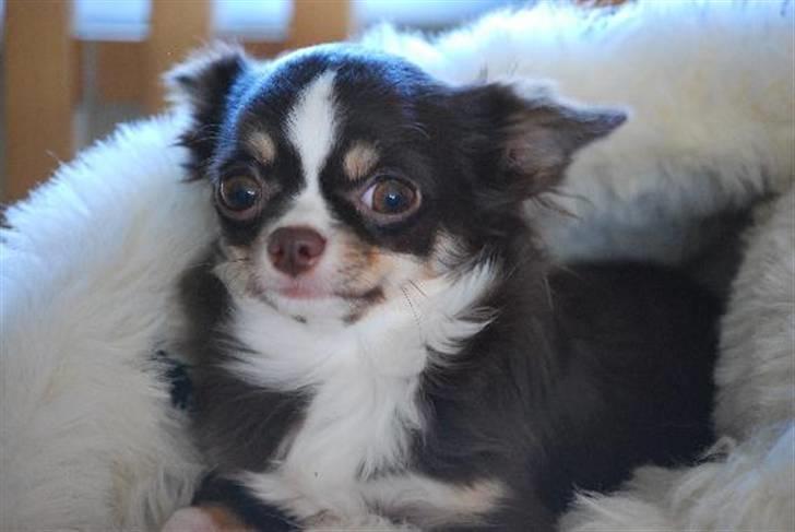 Nærbilleder billede 44