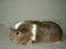 Mine marsvin - Gucci. Agouti/hvid crested langhårskrydsning
Datter af Moses og Minnie.
Minnie havde været til parring hos en anden han, men Moses havde altså haft klaret det inden. Super dejig tøs, som bare elskede at ligge i skødet og blive kælet med. Lækker blød tyk pels.