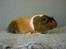 Mine marsvin - Surprice. Gyldenagouti/hvid/gylden crested langhårskrydsning.
Datter af Moses og Minnie.
Som den overraskelse hun var kunne hun ikke hedde andet.