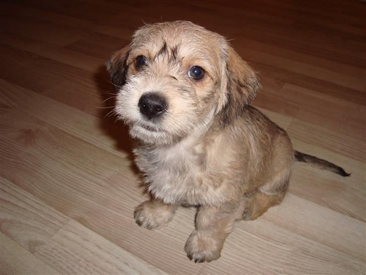 Blanding af Coton de tulear og ruhåret gravhund billede 31
