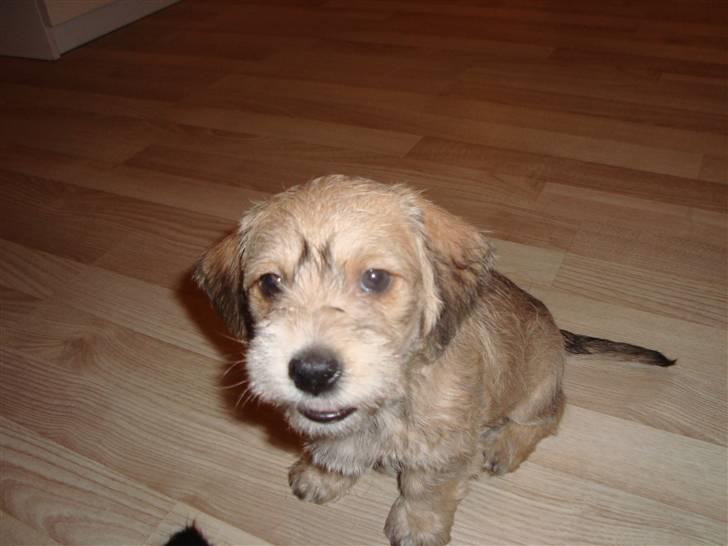 Blanding af Coton de tulear og ruhåret gravhund billede 32