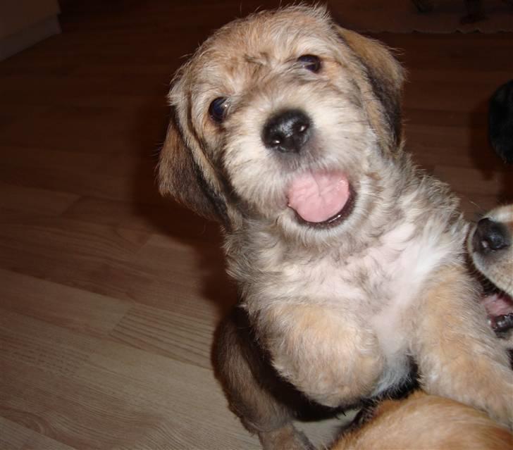 Blanding af Coton de tulear og ruhåret gravhund billede 35