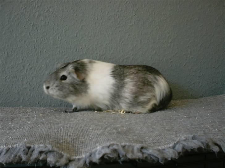 Mine marsvin - Minnie. Sølv-agouti med lidt hvidt
Min allerførste gris. Skulle bare have enkelt gris til kæl. billede 1