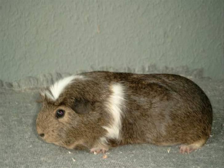 Mine marsvin - Gucci. Agouti/hvid crested langhårskrydsning
Datter af Moses og Minnie.
Minnie havde været til parring hos en anden han, men Moses havde altså haft klaret det inden. Super dejig tøs, som bare elskede at ligge i skødet og blive kælet med. Lækker blød tyk pels. billede 4