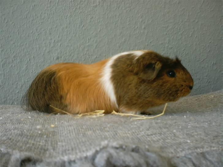 Mine marsvin - Surprice. Gyldenagouti/hvid/gylden crested langhårskrydsning.
Datter af Moses og Minnie.
Som den overraskelse hun var kunne hun ikke hedde andet. billede 5