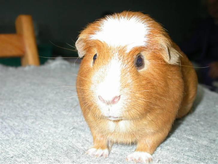 Mine marsvin - Mickey. Gylden/hvid flerfarvet crested
Faldt bare pladask for ham da jeg besøgte opdrætteren. Fik også et par kuld efter ham. Han havde altid sine damer gående hos sig til kort før de kunne føde. Var altid en gentleman over for dem. billede 7