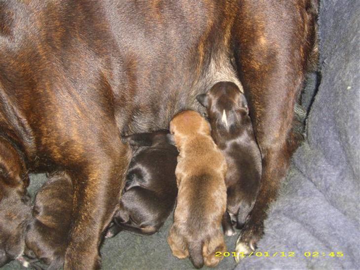 {{currentPhoto.altText}} billede {{currentPhoto.number}}