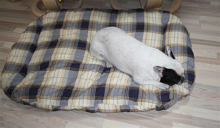 Diverse fjollerier - billede 35