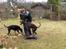 Hundetræning 03-04-2011 - Bagparts kontrol  - hund skal rykke bagben men blive stående med forben, platform her, bruges også til at træne LIGE positioner dvs stå plads sit så de lærer fra start af at rette ind så øvelsen ikke er skår eller skæv.