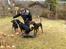 Hundetræning 03-04-2011 - Bagparts kontrol  - hund skal rykke bagben men blive stående med forben, platform her, bruges også til at træne LIGE positioner dvs stå plads sit så de lærer fra start af at rette ind så øvelsen ikke er skår eller skæv.
Forsøger at lokke hende op i en stå øvelse