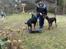 Hundetræning 03-04-2011 - Bagparts kontrol  - hund skal rykke bagben men blive stående med forben, platform her, bruges også til at træne LIGE positioner dvs stå plads sit så de lærer fra start af at rette ind så øvelsen ikke er skår eller skæv.