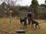 Hundetræning 03-04-2011 - Slalom øvelser, igen for at få bagparts kontrol, så hund lære at gå igennem uden at vælte stolperne.
Charlie har været god til at vælte stolper, nu har han vist fundet ud af det selvom det er svært syns han :o))