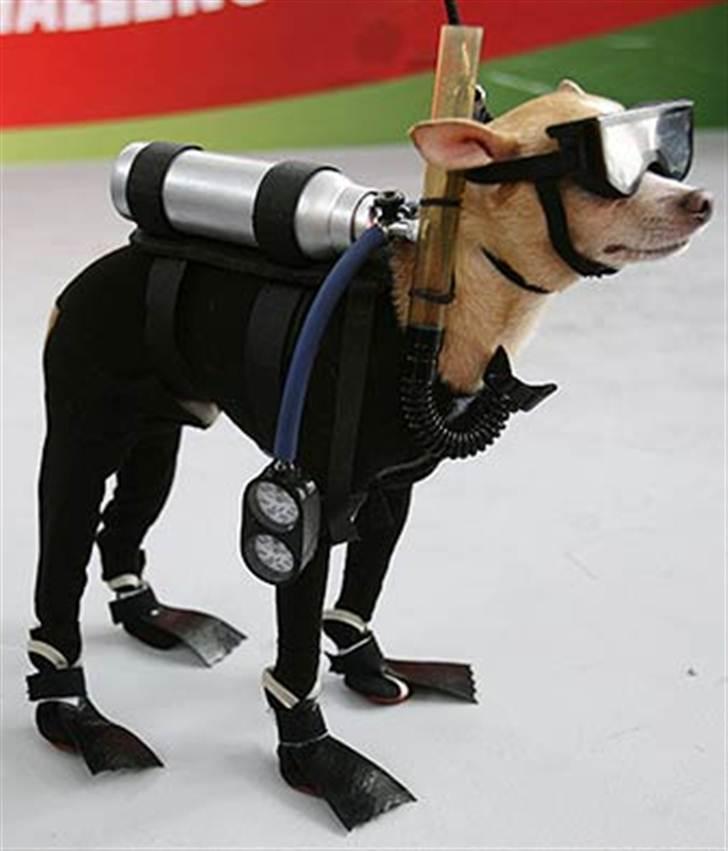 Diverse fjollerier - billede 37