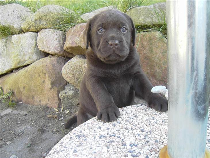 {{currentPhoto.altText}} billede {{currentPhoto.number}}