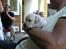 Aygo med familie (19 dage gammel)