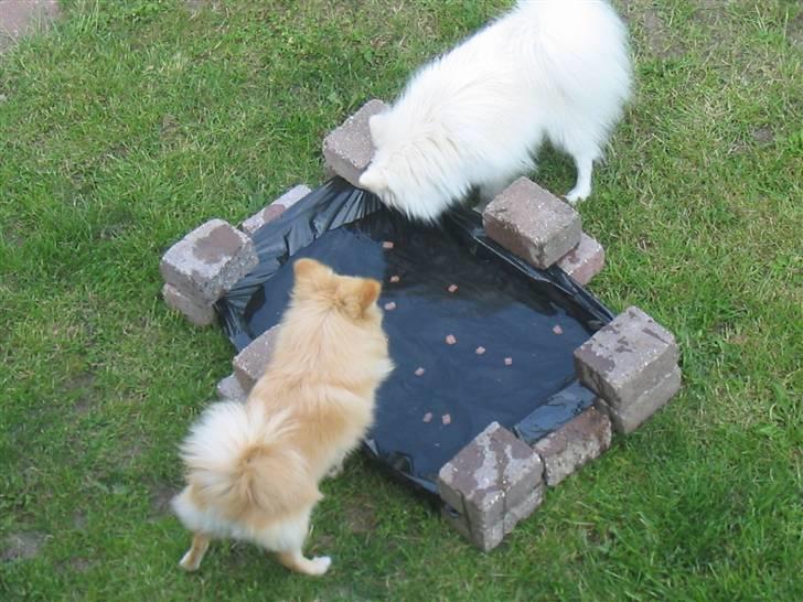 HUndebadebassin billede 1