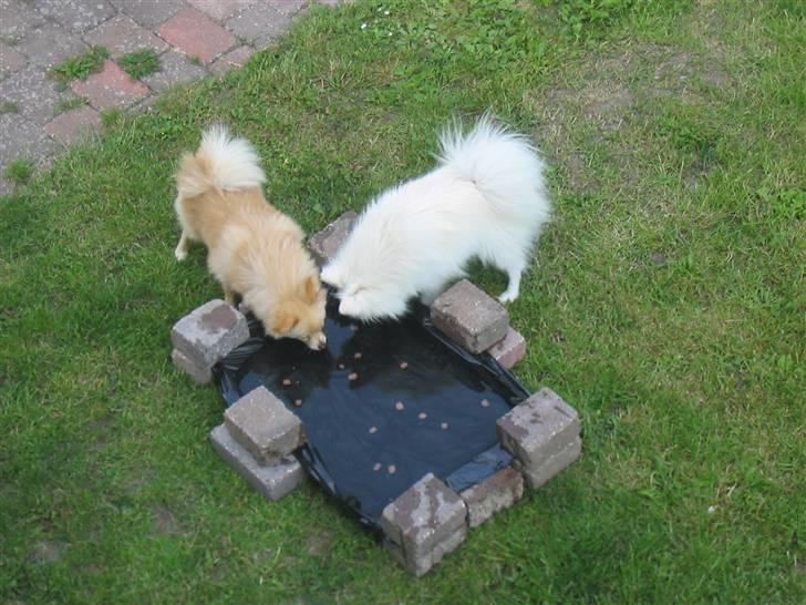 HUndebadebassin billede 2