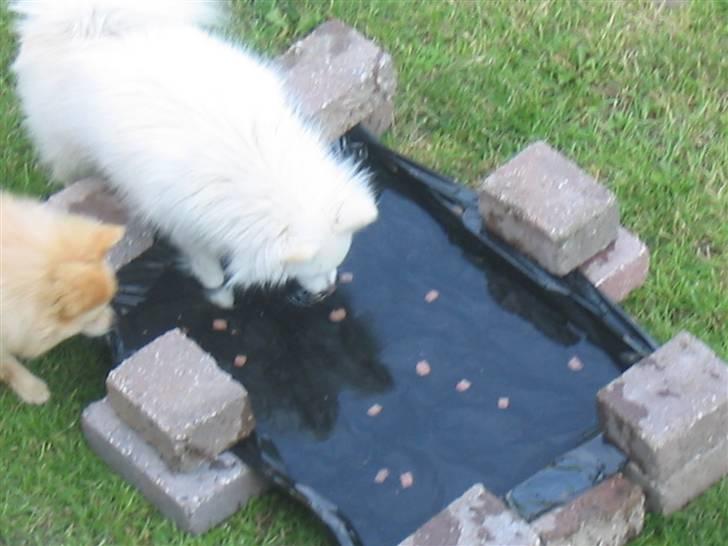 HUndebadebassin billede 3