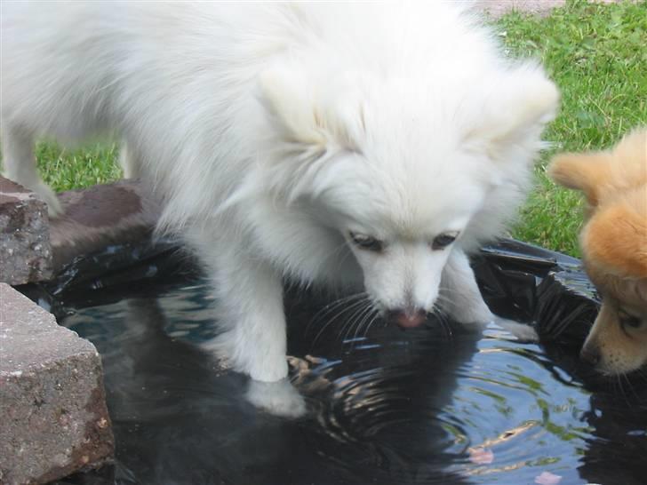 HUndebadebassin billede 4