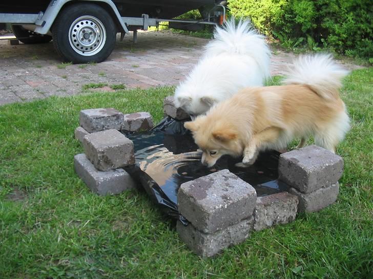 HUndebadebassin billede 5