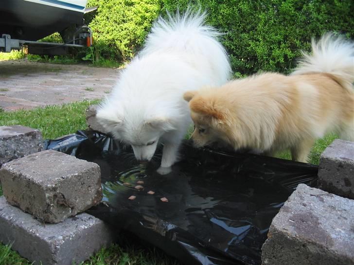 HUndebadebassin billede 6