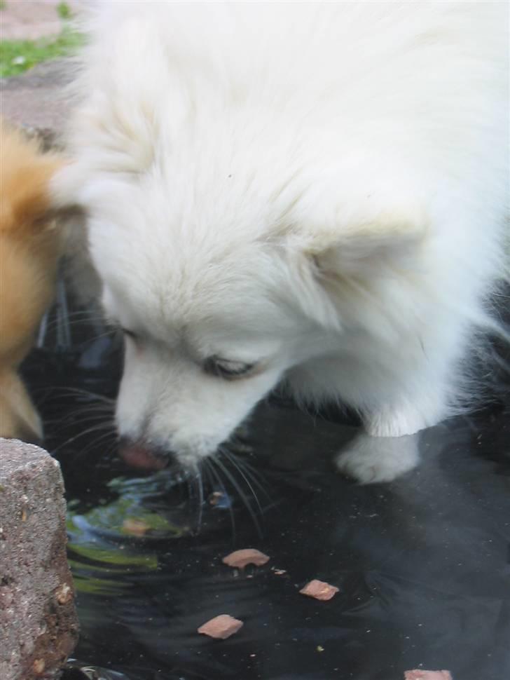 HUndebadebassin billede 7