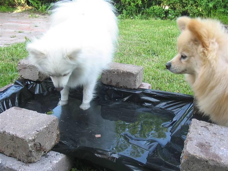 HUndebadebassin billede 8