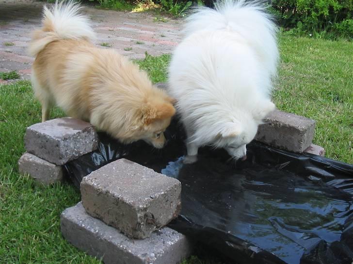 HUndebadebassin billede 9