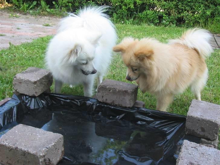 HUndebadebassin billede 10