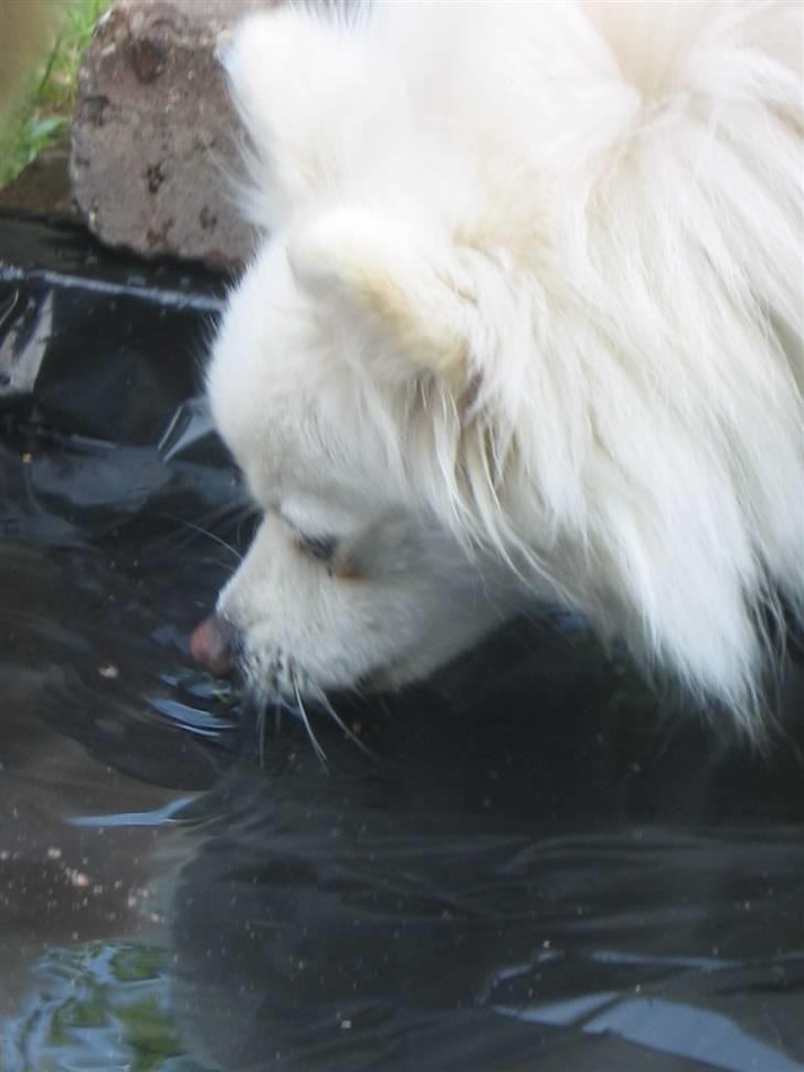 HUndebadebassin billede 11