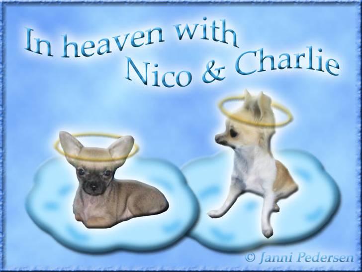 Andres hunde 1 - Engle - Nico & Charlie er i himlen :-)
http://www.hundegalleri.dk/html/gal_visbruger.asp?userID=7690 billede 13