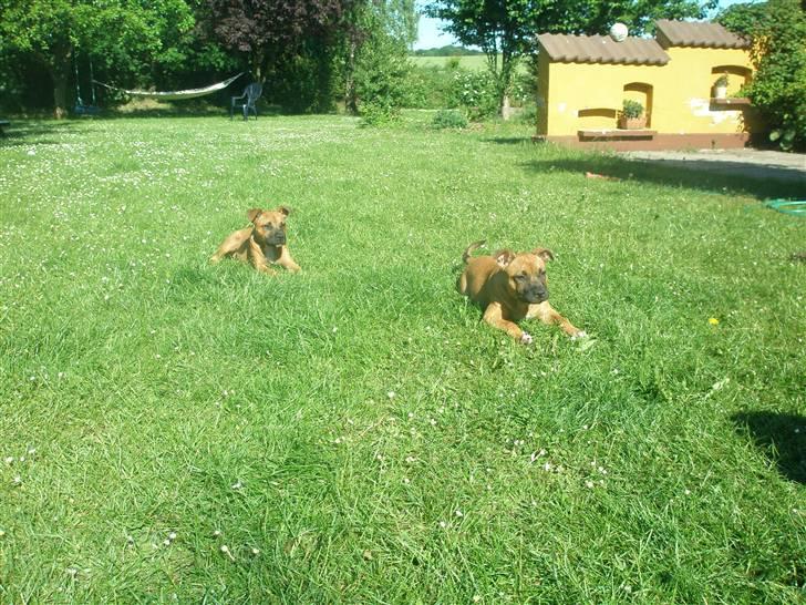 Hunde træf på langeland sammen med Sniff´s venner  - Sniff & Boogie.. billede 1