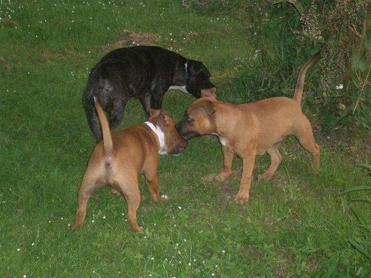 Hunde træf på langeland sammen med Sniff´s venner  - Sniff lurer lidt på sin søster envy billede 5