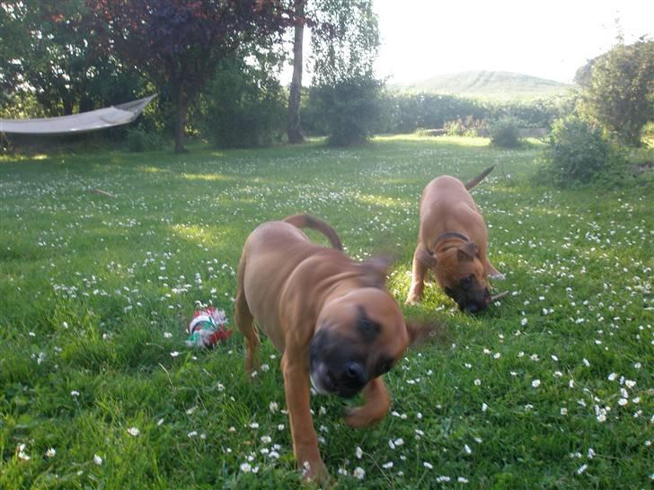 Hunde træf på langeland sammen med Sniff´s venner  - Sniffhar en boogie tur hehe billede 6