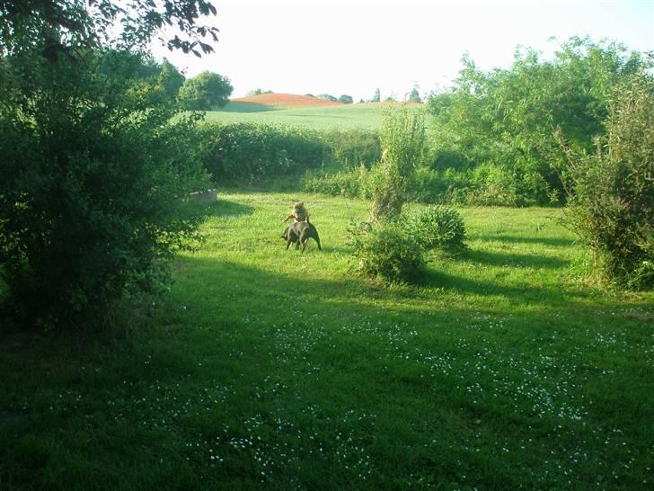 Hunde træf på langeland sammen med Sniff´s venner  - Sniff og Luna leger billede 7
